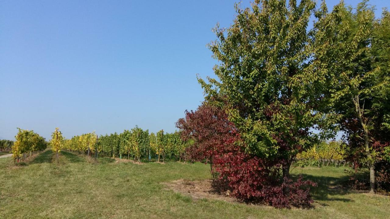Gite "Le Piemont Des Vosges " Stotzheim Buitenkant foto